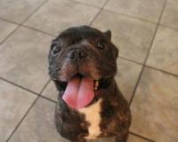 フレンチブルドック