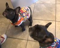 フレンチブルドック