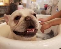 フレンチブルドック