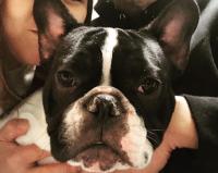 フレンチブルドック