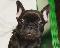 フレンチブルドック