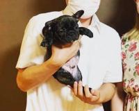 フレンチブルドック