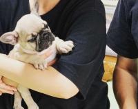 フレンチブルドック