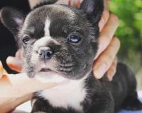 フレンチブルドック