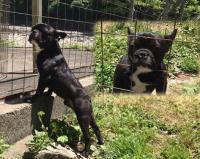 フレンチブルドック