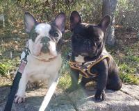 フレンチブルドック