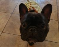 フレンチブルドック
