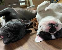 フレンチブルドック