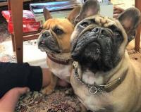 フレンチブルドック