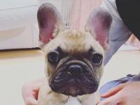 フレンチブルドック