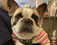 フレンチブルドック