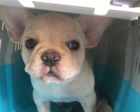 フレンチブルドック