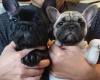 フレンチブルドック