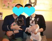 フレンチブルドック