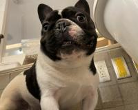 フレンチブルドック