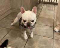 フレンチブルドック