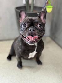 フレンチブルドック