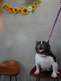 フレンチブルドック