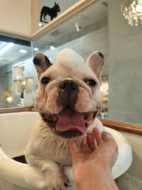 フレンチブルドック