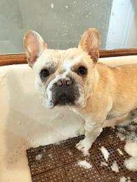 フレンチブルドック