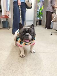 フレンチブルドック