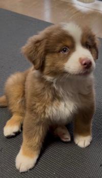 ミニチュア・アメリカン・シェパード