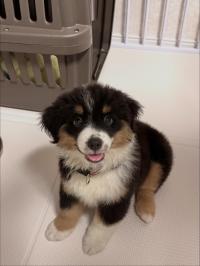 ミニチュア・アメリカン・シェパード