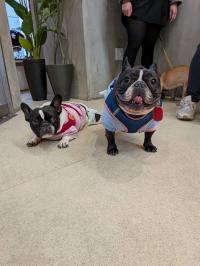 フレンチブルドック