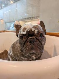 フレンチブルドック