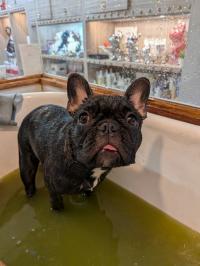 フレンチブルドック