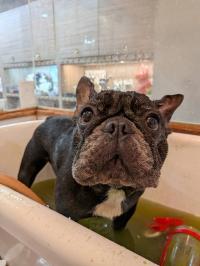 フレンチブルドック