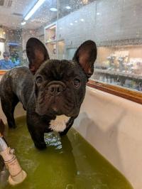 フレンチブルドック