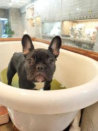 フレンチブルドック