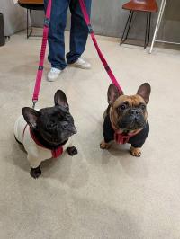 フレンチブルドック