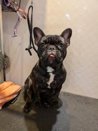 フレンチブルドック