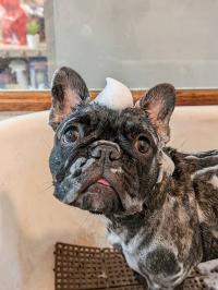 フレンチブルドック