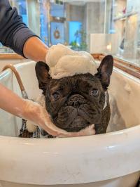 フレンチブルドック