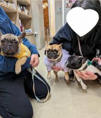 フレンチブルドック