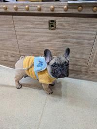 フレンチブルドック