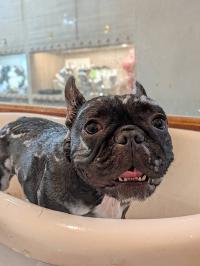 フレンチブルドック