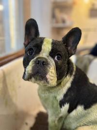 フレンチブルドック
