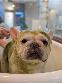 フレンチブルドック