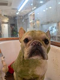 フレンチブルドック