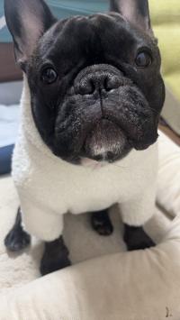 フレンチブルドック