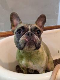 フレンチブルドック