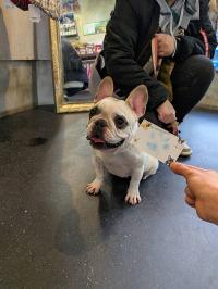 フレンチブルドック