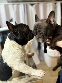 フレンチブルドック