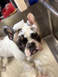 フレンチブルドック