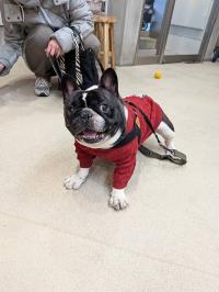 フレンチブルドック