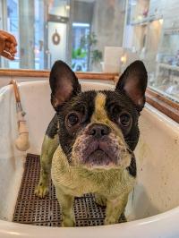 フレンチブルドック